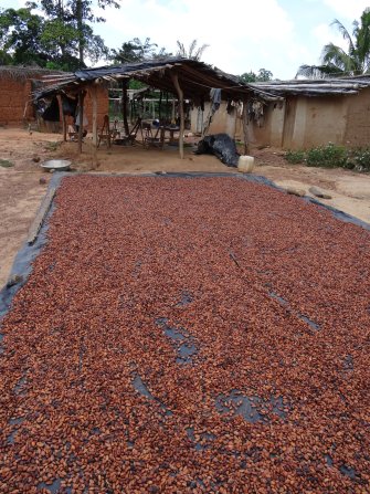 Cocoa drying on plastic